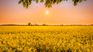 The rapeseed area had the most important contraction among winter crops. The rapeseed area had the most important contraction among winter crops.
