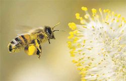 Pollen is considered a natural component and not an ingredient of honey. 