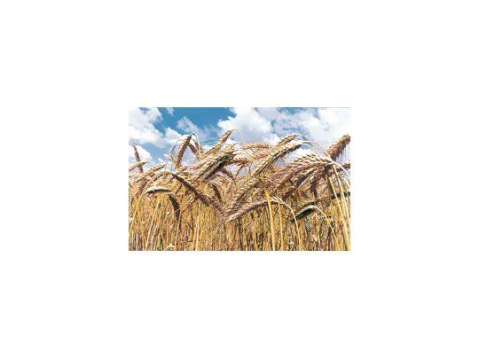 El costo de siembra y protección del trigo en la zona núcleo (sur de Santa Fe) es de u$s 216 la hectárea, eso sin incluir costos de alquiler, gastos de comercialización ni administración y estructura, según datos privados.