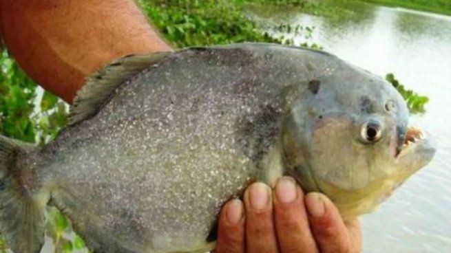 Las palometas volvieron a atacar en Santa Fe