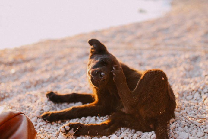 Dogs and cats are the animals that can suffer from fleas. Dogs and cats are the animals that can suffer from fleas.