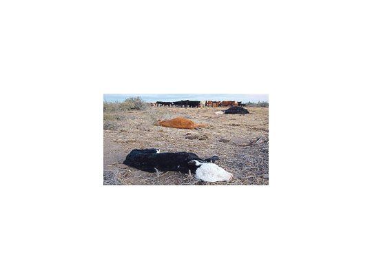 La sequía provocó la muerte de más del 50 por ciento del stock ganadero en el sur de Buenos Aires y el norte de la provincia de Río Negro.
