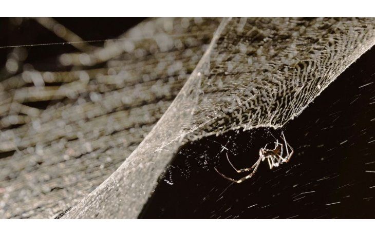 Saraceno. “Cómo atrapar el universo en una telaraña”, en el MAMBA.