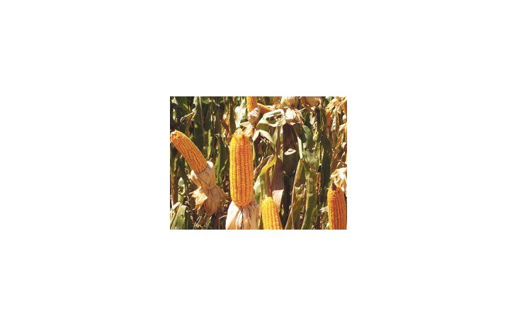 Suben los costos para producir maíz en campos arrendados, mientras bajan los precios del grano.