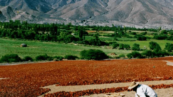 Con paisajes impactantes y una cocina que enamora, este destino salteño se consolida como una joya del turismo en los Valles Calchaquíes.  