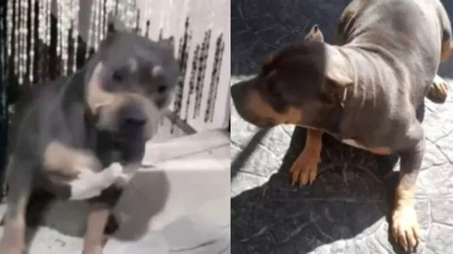 Uma, la perra que es intensamente buscada por sus dueños en Quilmes