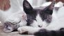 Este invento va a alertarte sobre la salud de tu gato, incluso cuando no estás en casa.