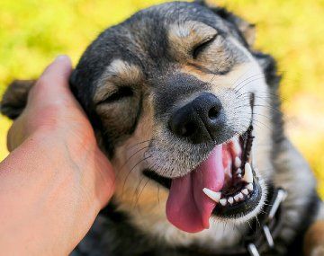 Esta respuesta puede reflejar tanto alegría como ansiedad por separación, según explican especialistas en comportamiento animal. Esta respuesta puede reflejar tanto alegría como ansiedad por separación, según explican especialistas en comportamiento animal.