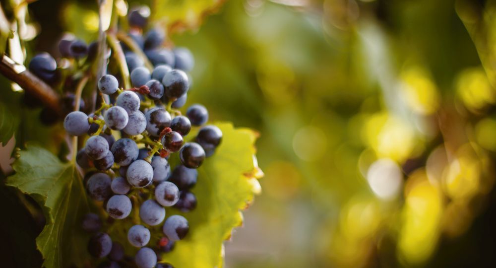 The wines can be found in Tandil, City of Buenos Aires and La Plata. The wines can be found in Tandil, City of Buenos Aires and La Plata.