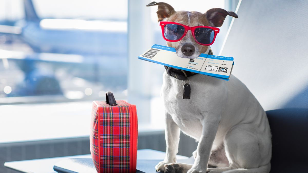 Mascotas: cómo viajar con tu perro en el avión