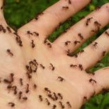 Qué es el Síndrome de Ekbom. Qué es el Síndrome de Ekbom.