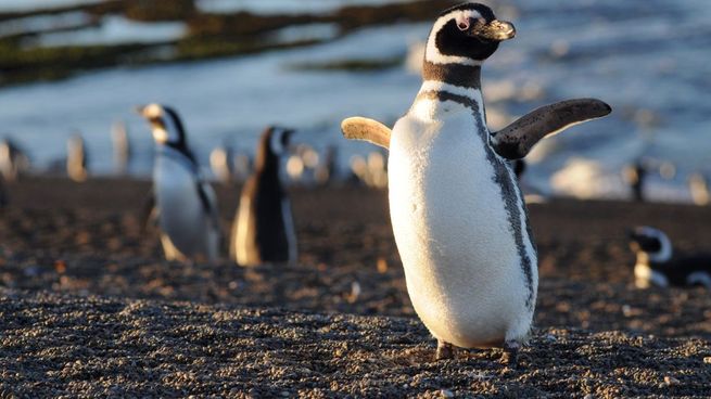 Puerto Madryn es una excelente opción para vacacionar o ir a relajarse.