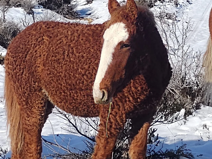 Los Bashkir Curly argentinos son una especie única en el mundo. Los Bashkir Curly argentinos son una especie única en el mundo.