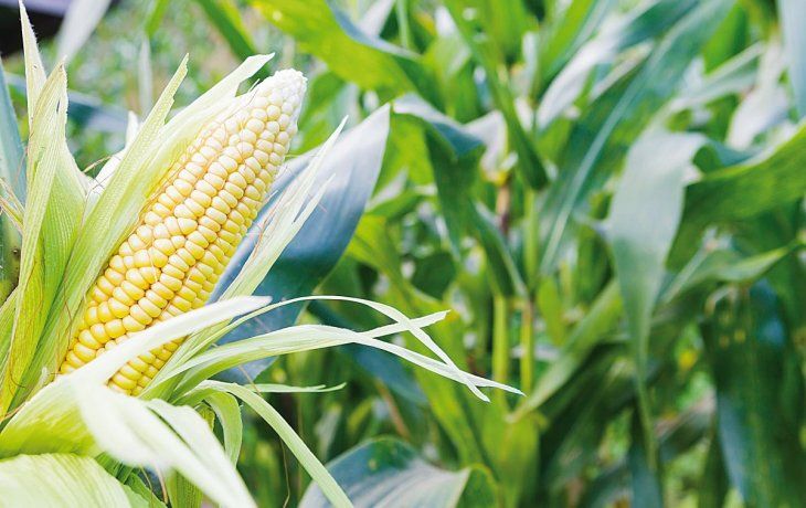 fenómeno. La irrupción del maíz como cultivo estrella plantea nuevos escenarios que la Argentina debe asumir con urgencia.