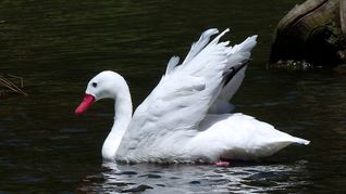 El MGAP detectó un nuevo foco de gripe aviar en Uruguay. El MGAP detectó un nuevo foco de gripe aviar en Uruguay.