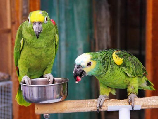 Loro.webp