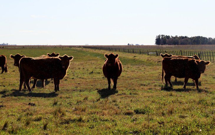 Incertidumbre en el campo por el plan económico del Gobierno.
