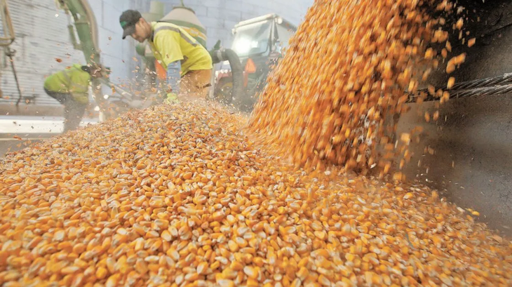 Exportaciones de grano