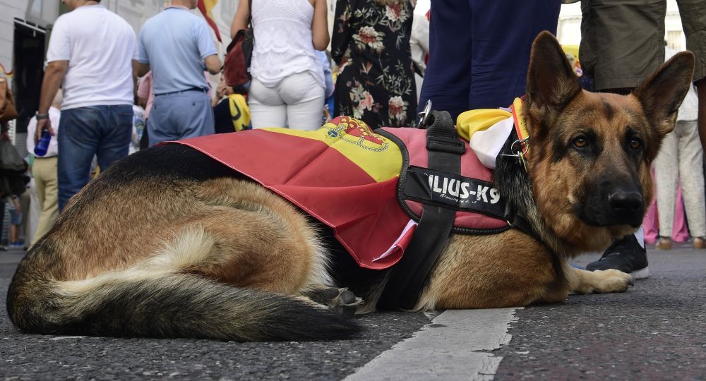 Un perro con la bandera de España descansa en la calle durante la votación por la independencia de Cataluña.