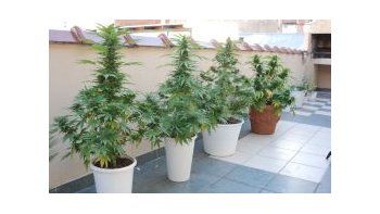 Se estima que en Uruguay hay unos 75.500 consumidores de marihuana.