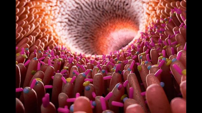 La microbiota intestinal, compuesta por billones de bacterias beneficiosas, cumple un rol fundamental no solo en la digestión, sino también en el sistema inmune, metabólico y nervioso.