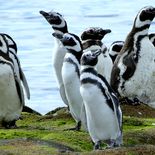 El CONICET lanza un nuevo streaming con pingüinos. El CONICET lanza un nuevo streaming con pingüinos.