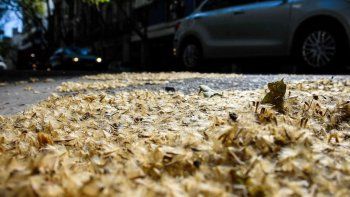 Como cada inicio de la primavera, los árboles de plátano en la Ciudad comienzan a desprender sus pelusas.