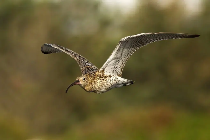 El zarapito fino era conocido por sus largas migraciones, que lo llevaban desde las zonas húmedas de Siberia occidental hasta las costas del Mediterráneo. El zarapito fino era conocido por sus largas migraciones, que lo llevaban desde las zonas húmedas de Siberia occidental hasta las costas del Mediterráneo.