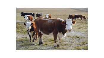Productores de Amanao y Choya, en Catamarca, solicitaron que se declare la emergencia ganadera en la región por la falta de pasturas para alimentar a los animales.