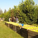 La mitad de la producción de limones de Tucumán tiene como destino a EEUU. La mitad de la producción de limones de Tucumán tiene como destino a EEUU.