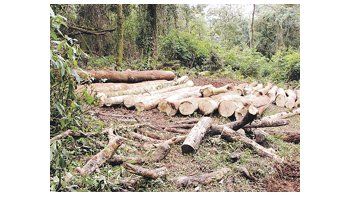 En el Foro de Inversión y Financiamiento para el sector Foresto-Industrial se indicó que la superficie forestada puede crecer hasta 5 millones de hectáreas.