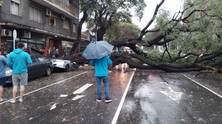 Tormenta en Buenos Aires: un arbol aplastó un auto en Chacarita.
