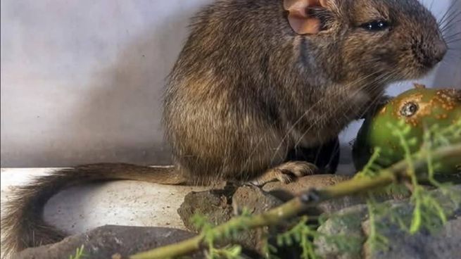 Científicos argentinos decubrieron el Apnotomys conicetorum.