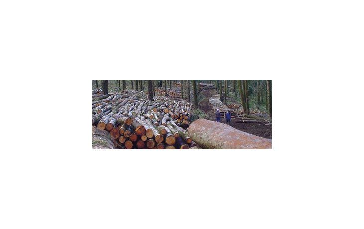 Destacan potencial de crecimiento del sector forestal