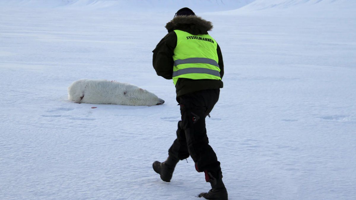 A French tourist was attacked by a polar bear in an Arctic camp