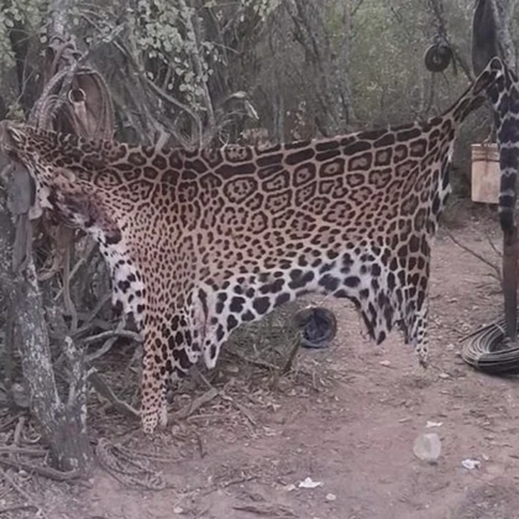 El hecho causó repudio entre la comunidad ambientalista. El hecho causó repudio entre la comunidad ambientalista.