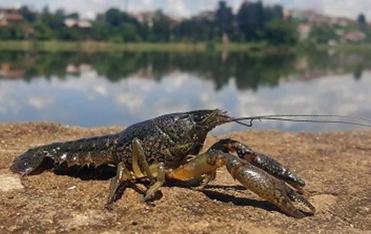 Una plaga con miles de cangrejos mutantes invadió un cementerio en Bélgica
