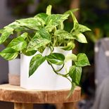 El potus fue analizado por la NASA por sus benefecios para la salud El potus fue analizado por la NASA por sus benefecios para la salud