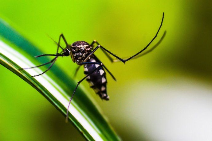 Córdoba alcanzó 133 casos de dengue en una semana. 