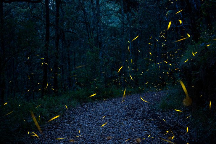 Durante la noche, los senderos de Canto del Bosque se transforman en un escenario lumínico natural gracias a la danza de miles de luciérnagas. Durante la noche, los senderos de Canto del Bosque se transforman en un escenario lumínico natural gracias a la danza de miles de luciérnagas.