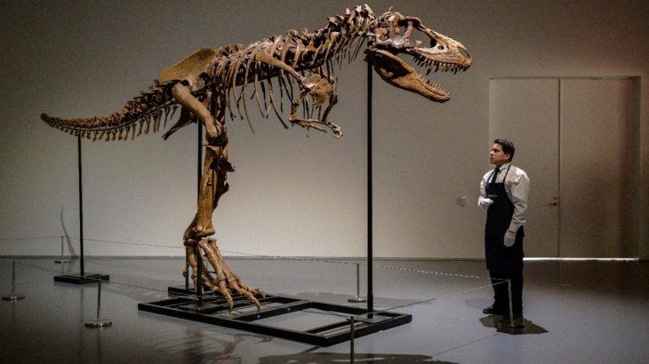 El&nbsp; Gorgosaurus tiene tres metros de altura