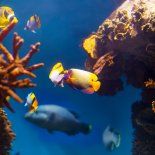 Ya podés olvidarte del mantenimiento de tu acuario. Ya podés olvidarte del mantenimiento de tu acuario.