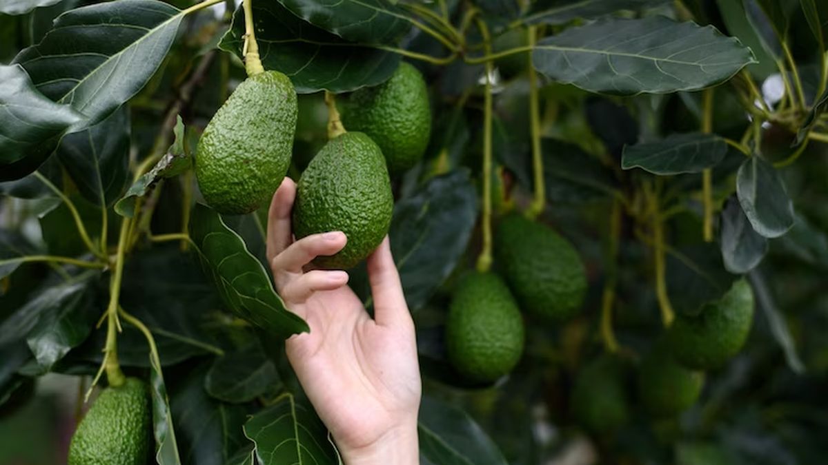 The only fruit that contains vitamin D and will leave your skin soft and healthy