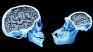 Research has revealed important information about the size of our brain. Research has revealed important information about the size of our brain.