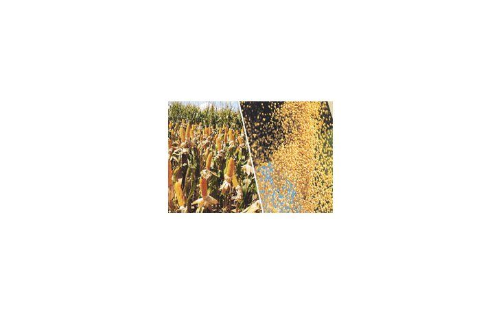 Desde marzo pasado, la Secretaría de Agricultura no actualiza número sobre volumen o extensión de los cultivos de esta campaña. Aun así, admite que la siembra de trigo sufre fuertemente la falta de lluvias.