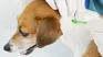 Remove ticks from your dog following this veterinarian's guide. 