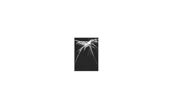 ámbito.com | Obra de Kenneth Kemble