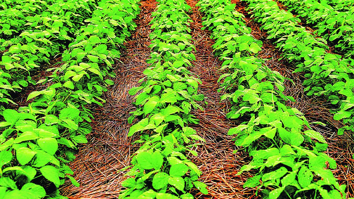 Soybeans rose again and touched 0 driven by US exports