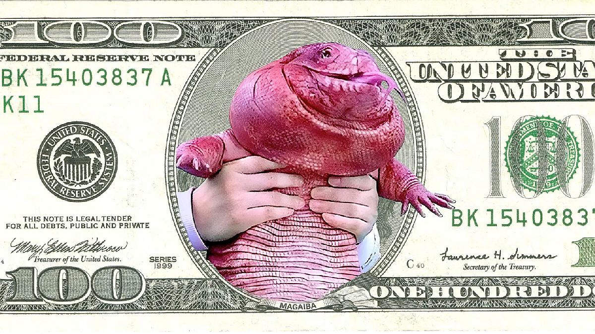Magaiba, the new crypto gem?: everything you need to know about the Argentine memecoin that is all the rage
