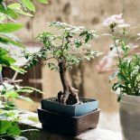 Cómo elegir el mejor árbol para tu hogar y que entre en una maceta. Cómo elegir el mejor árbol para tu hogar y que entre en una maceta.
